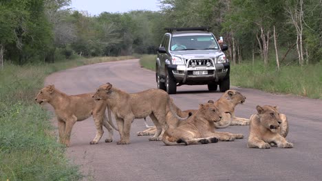 Una-Manada-De-Leones-No-Abandona-La-Carretera-Para-Dejar-Pasar-Un-Jeep-En-El-Parque-Nacional-Kruger.