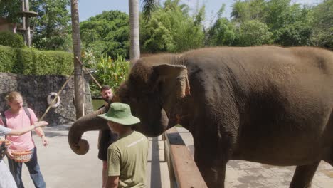 Touristen-Füttern-Einen-Asiatischen-Elefanten-Im-Zoo-Von-Bali