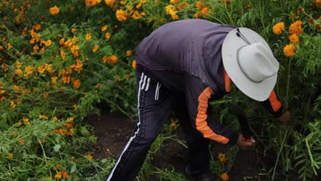 Farmer-selecting-and-harvesting-the-best-marigold-flowers-on-the-plantation-for-the-day-of-the-dead-celebration