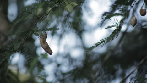 Close-up-static-shot-of-Tamarindus-fruit-pod-on-tree