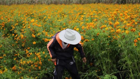 Farmer-selecting-the-best-marigold-flowers-for-bouquets