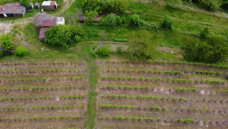 Top-down-aerial-view-of-agricultural-vineyard-field-with-farm-buildings-in-Italy