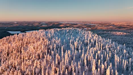 Aerial-view-over-a-snowy-forested-hill,-sunrise-in-arctic-wilderness-of-Lapland