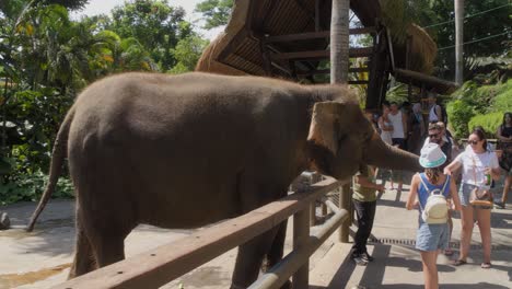 Touristen-Füttern-Einen-Asiatischen-Elefanten-Im-Zoo-Von-Bali