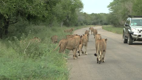Large-pride-of-lions-walking-on-the-road-near-a-jeep-in-Kruger-National-Park