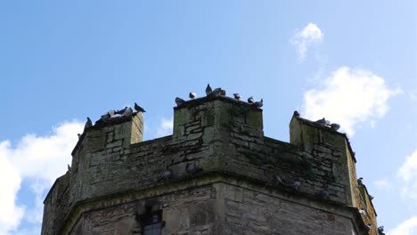 Pigeons-sitting-on-top-of-historic-walls-of-the-Bishop's-Palace-in-the-city-of-Wells,-Somerset,-England