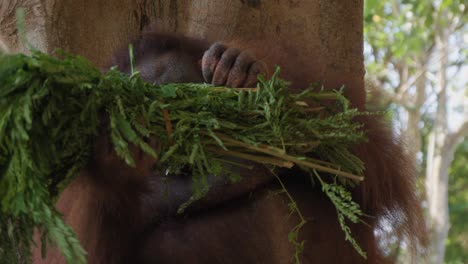 Retrato-De-Orangután-Jugando-Con-Plantas-En-La-Mano