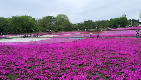 Leuchtend-Rosa-Moos-Phlox-Blüten-Bedecken-Ein-Feld,-Mit-Besuchern,-Die-Spazieren-Gehen-Und-Die-Szene-Genießen,-Weitwinkelaufnahme