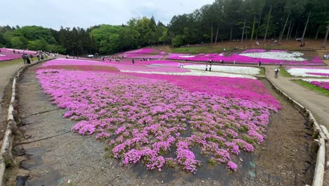 Vibrant-pink-shibazakura-bloom-covering-hills,-with-visitors-strolling-along-paths