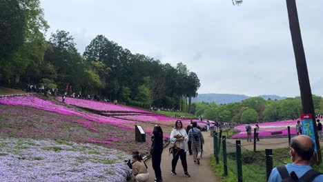 Besucher-Schlendern-An-Einem-Bewölkten-Tag-Durch-Ein-Leuchtend-Rosa-Blumenfeld