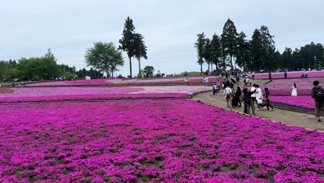 Besucher-Schlendern-Durch-Ein-Leuchtend-Rosa-Shibazakura-Blumenfeld-Unter-Einem-Bewölkten-Himmel