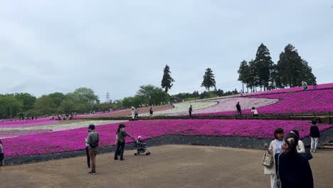 Vibrant-pink-flower-fields-with-tourists-strolling-and-photographing-the-scene