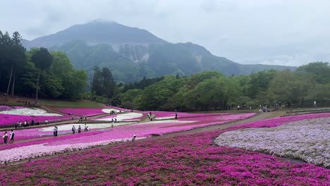 Tourists-stroll-through-vibrant-pink-flower-fields-with-mountain-backdrop,-cloudy-day