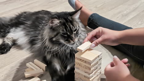 Maine-Coon-Katze-Wirft-Spielerisch-Blöcke-Um,-Als-Eine-Person-Sie-Stapelt