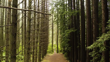 Starker-Kontrast-Von-Blattlosen-Ästen-Erstrecken-Sich-Zu-Redwood-Wald-Unterholz-In-Dichten-Spalte