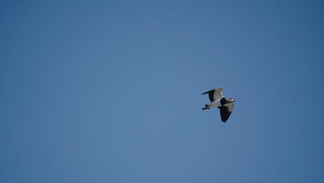 Tero-Salvaje-Volando-Majestuosamente-En-Un-Cielo-Azul-Claro,-Buscando-Comida