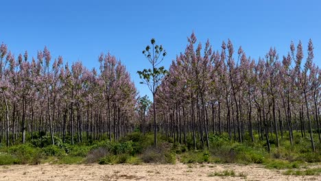 filming-of-a-massive-plantation-of-Paulownia-trees-in-rows-forming-endless-visual-corridors-with-a-beautiful-violet-flowering-on-a-morning-with-a-blue-sky-in-Talavera-de-la-Reina-Toledo-Spain
