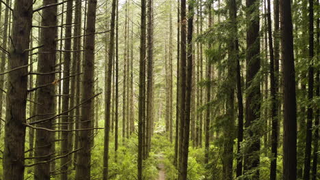 Erleben-Sie-Die-Ruhe-Des-Wunderschönen-Unterholzdachs-Der-Redwoods-Mit-Farnen-Auf-Dem-Boden