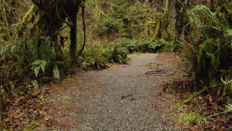 Trailhead-In-Hoh-Rainforest-In-Washington-States,-Olympic-National-Park,-Olympic-Peninsula,-USA