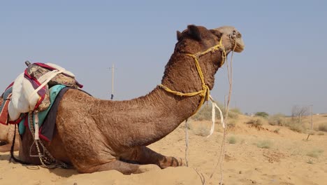 Camello-Mascota-Con-Carro-Tradicional-Sentado-En-El-Desierto-Durante-El-Día-Desde-Diferentes-ángulos,-El-Video-Se-Toma-En-Rajasthan,-India