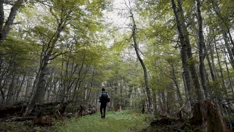 Hiking-Through-The-Forest-Near-Laguna-Esmeralda-In-Ushuaia,-Tierra-de-Fuego,-Argentina