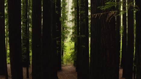 Vibrant-green-tropical-vegetation-outside-dense-columns-of-understory-canopy-in-redwoods