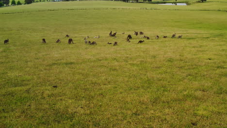 Drone-Se-Eleva-Por-Encima-De-La-Multitud-De-Marsupiales-En-La-Ladera-De-Una-Colina-Cubierta-De-Hierba-Por-Encima-De-Los-Pastos