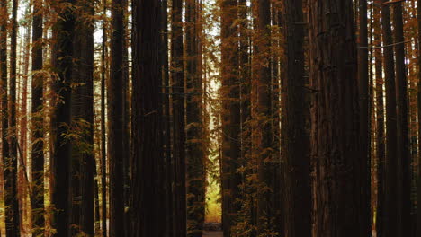 Luftbild-Dolly-In-Symmetrischen-Unterholz-Innenraum-Der-Redwood-Waldkrone-Mit-Herbstlichen-Farben