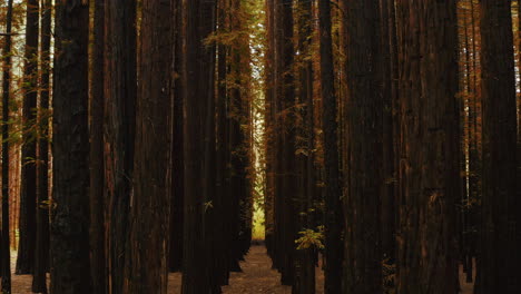 Interior-Denso-Del-Sotobosque-Del-Bosque-De-Secuoyas-En-Australia-Con-Colores-Otoñales