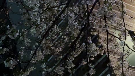 Cherry-blossoms-at-night-gently-swaying,-warm-glow-from-building-in-background,-serene-mood