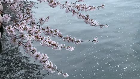 Kirschblüten-über-Plätscherndem-Wasser,-Sanft-Schwebende-Blütenblätter,-Ruhige-Naturszene