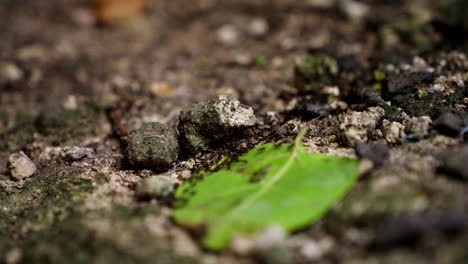 Ants-Crawling-With-Leaf-Lying-On-The-Ground---Close-Up