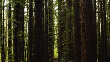 Aerial-dolly-in-dense-columns-of-redwood-tree-trunks,-interior-of-understory-canopy