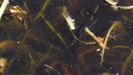 Schwimmender-Salamander-Im-Flachen-Wasser,-Draufsicht,-Teich-Biodiversitätsszene