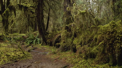 Ancient-Trees-Covered-With-Moss-In-The-Hoh-Rainforest-In-Washington-States,-Olympic-National-Park,-United-States