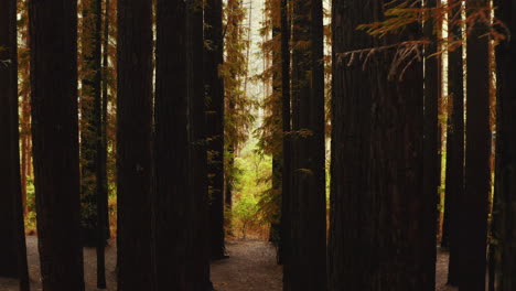 Sich-Wiederholendes-Muster-Aus-Hohen-Redwood-Baumstämmen,-Die-Sich-Hoch-In-Den-Himmel-Erstrecken,-Herbstliche-Farben