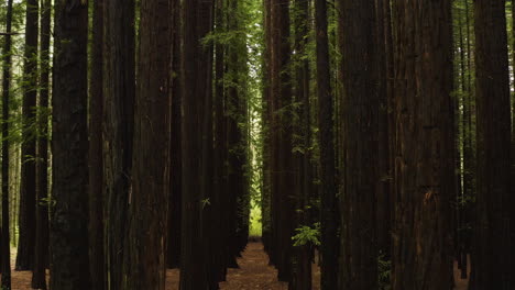 Lush-green-understory-canopy-of-redwood-forest-in-Australia,-aerial-dolly