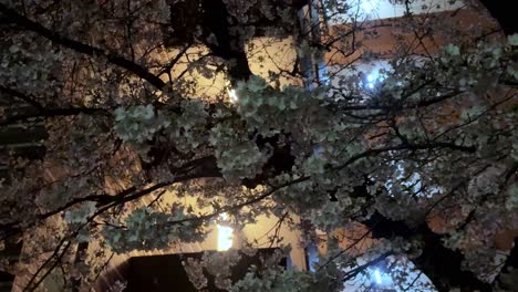 Kirschblüten-In-Der-Nacht-Mit-Den-Lichtern-Der-Stadt-Im-Hintergrund,-Ruhige-Und-Malerische-Urbane-Frühlingsszene
