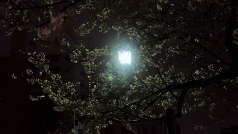 Nighttime-view-of-blooming-tree-branches-against-a-lamplight-with-building-silhouette-in-the-background