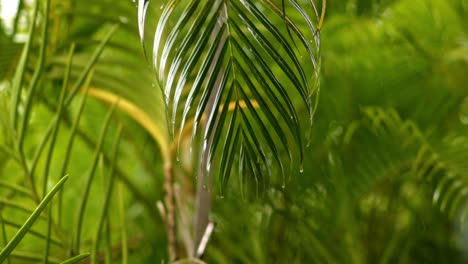 Regentropfen-Fallen-Auf-Areca-Palmenblatt,-Nahaufnahme,-Langsamer-Zoom