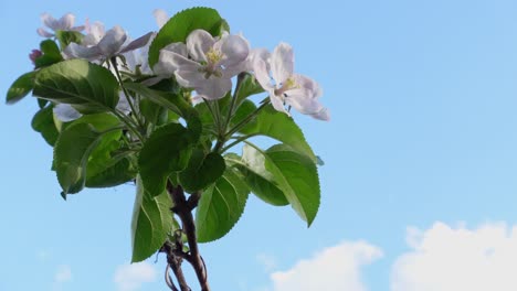 Apple-tree-branch-in-blossom-against-a-blue-sky