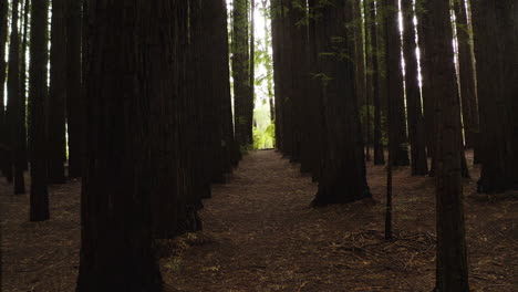 Low-aerial-dolly-down-column-of-redwood-tree-trunks-as-sunlight-glistens-between-cracks
