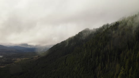 Nadelbäume-In-Riesigen-Wäldern-Auf-Der-Bewölkten-Olympic-Halbinsel,-Bundesstaat-Washington,-USA