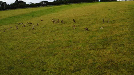 Court-of-Kangaroos-lounge-and-hop-on-grassy-hillside,-aerial-orbit