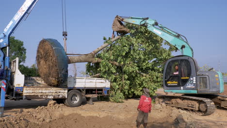 Grúa-Montada-En-Camión-Con-Un-árbol-Grande-Y-Maduro-Transportado,-En-El-Proceso-De-Trasplantar-Y-Replantar-El-árbol-En-Una-Nueva-Ubicación-Con-El-Uso-De-Una-Retroexcavadora