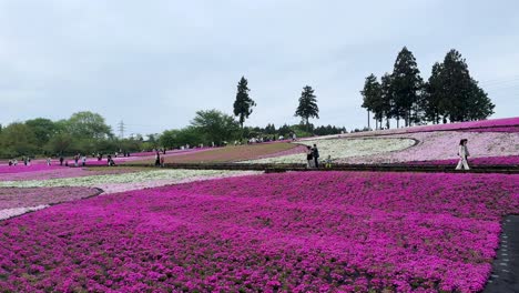 Vibrant-pink-shibazakura-bloom-covering-the-landscape-with-people-admiring-the-view,-wide-shot