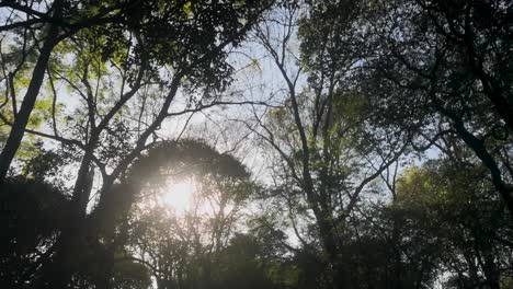 A-shot-of-some-plants-and-trees-with-the-sun-at-the-background-in-a-sunny-day-at-the-beginning-of-a-sunset