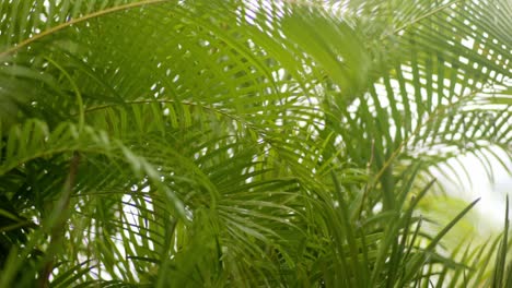 Heavy-raindrops-falling-on-areca-palm-leaves,-slow-mo