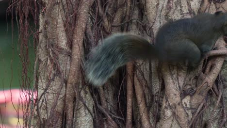 An-opportunistic-feeder,-Pallas's-squirrel-scamper-spotted-moving-around-on-the-tree,-investigate-tree-holes-in-search-of-hidden-food,-handheld-motion-close-up-shot