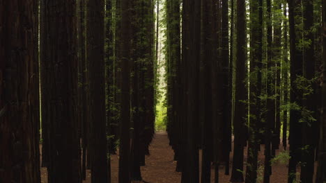 Innenunterholz-Einer-Dichten-Baumplantage-Mit-Hohen,-Im-Muster-Angeordneten-Stämmen